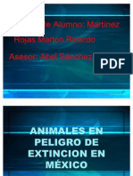 Animales en Peligro de Extinción