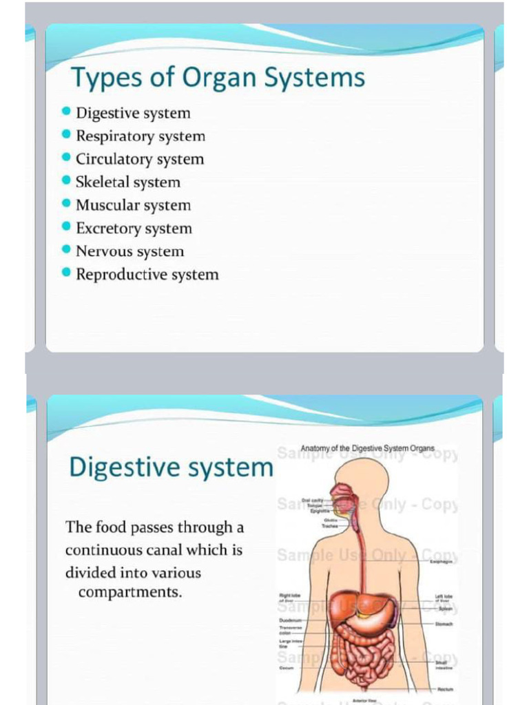 Organ System of Human Body | PDF