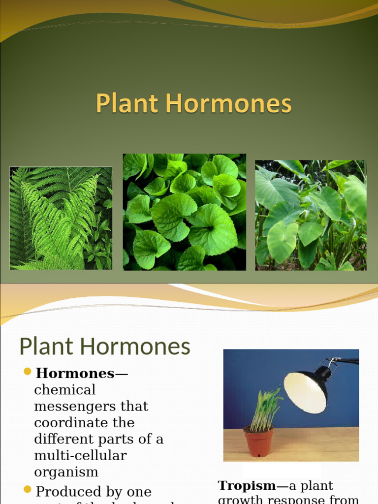Understanding Plant Hormones and Tropisms | PDF | Auxin | Plant Hormone