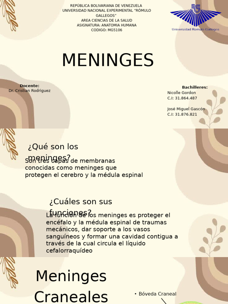 Estructura y Función de las Meninges | PDF | Sistema nervioso central ...