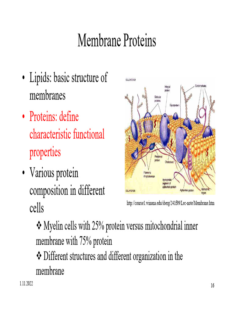 3- MembraneStructure-2 | PDF | Cell Membrane | Transmembrane Protein