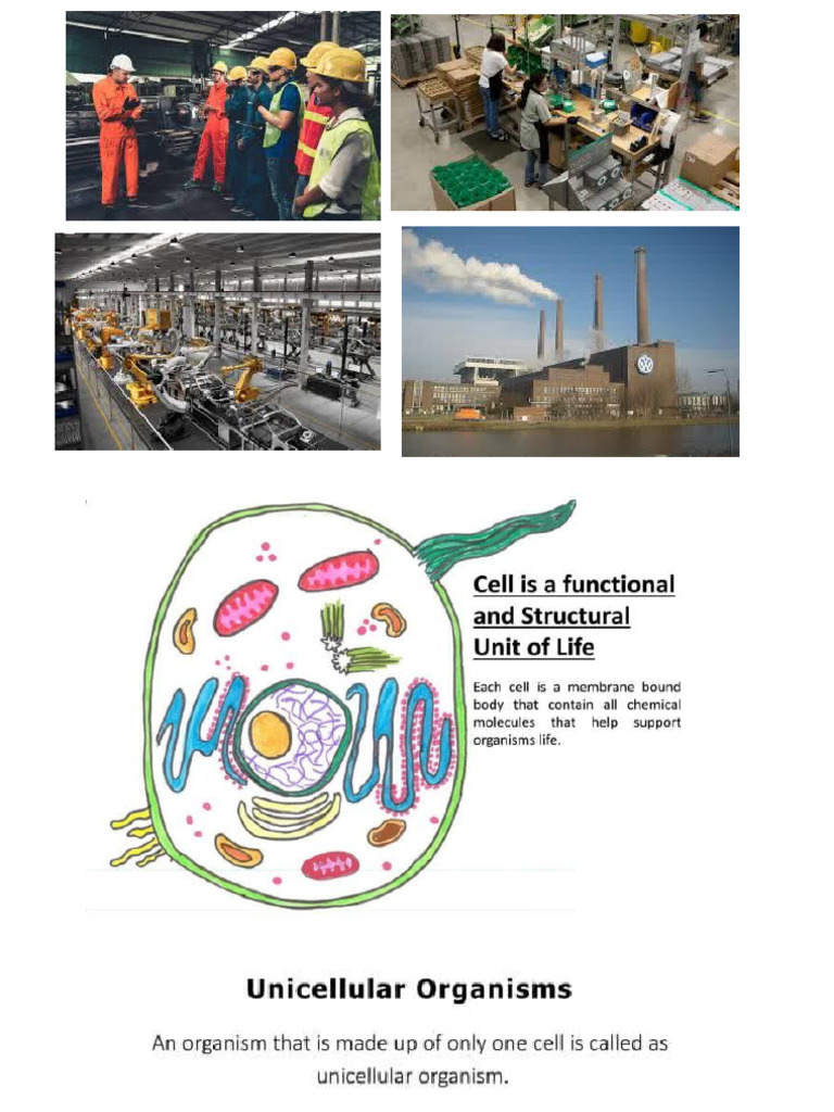 Cell Structure And Function Overview Pdf