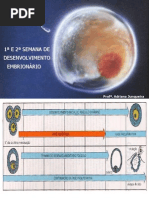 1ª E 2ª SEMANA DE DESENVOLVIMENTO EMBRIONÁRIO