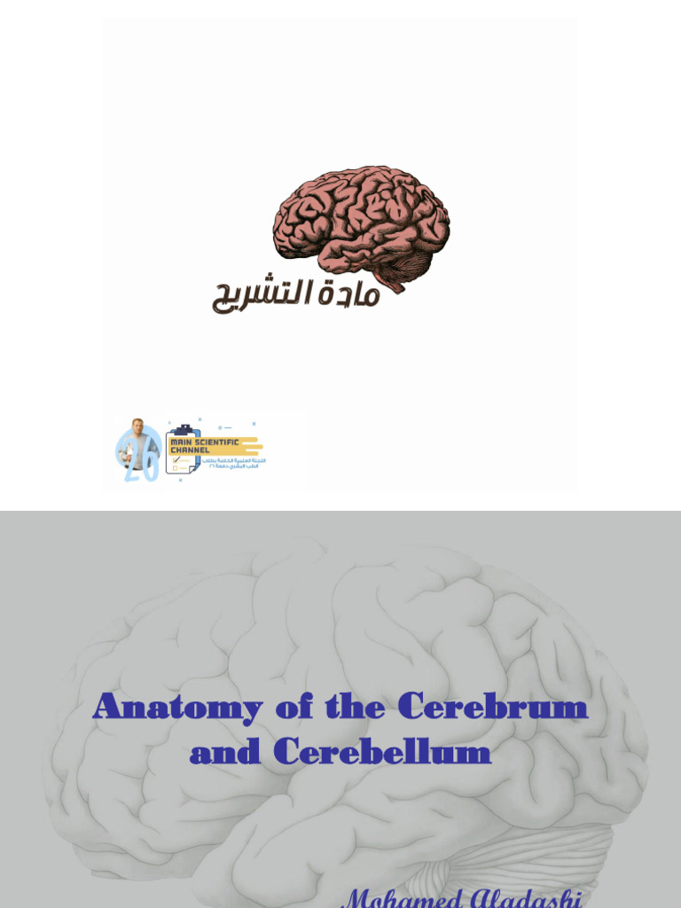 1 - Anatomy of The Cerebrum and Cerebellum | PDF | Corpus Callosum ...