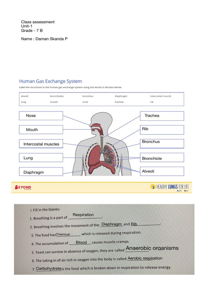 Respiration - Test-Daman 7B | PDF