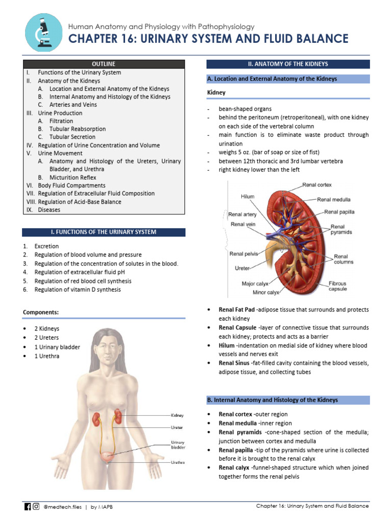 Urinary System Anatomy and Function | PDF | Kidney | Urinary System