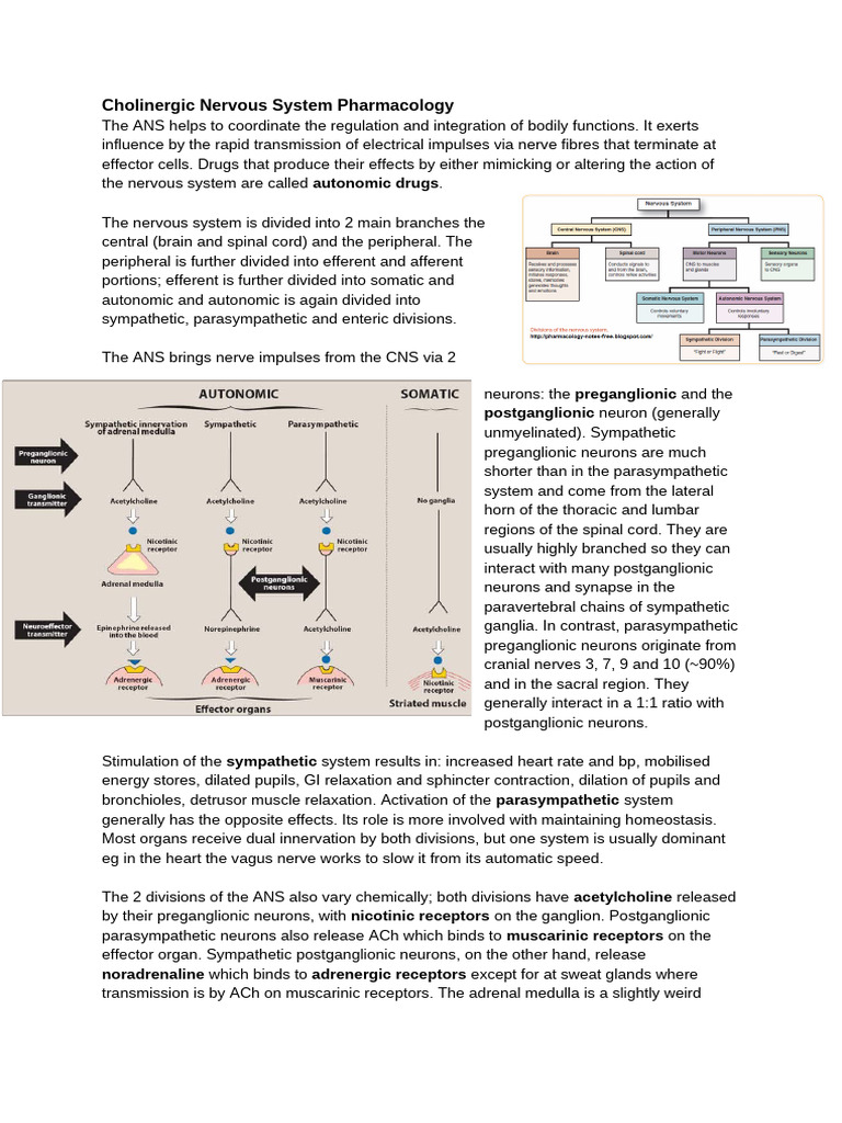 Cholinergic Nervous System Overview | PDF | Acetylcholine | Autonomic ...