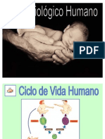 ciclo_biologico_humano