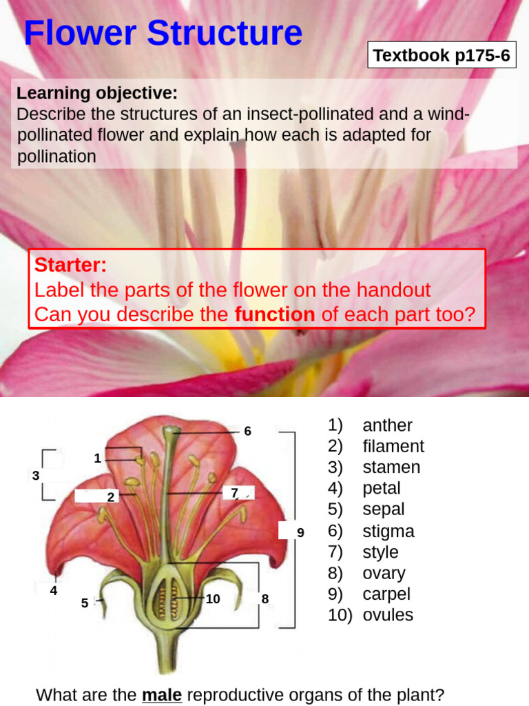 3D2 Flower Structure | PDF | Flowers | Pollination