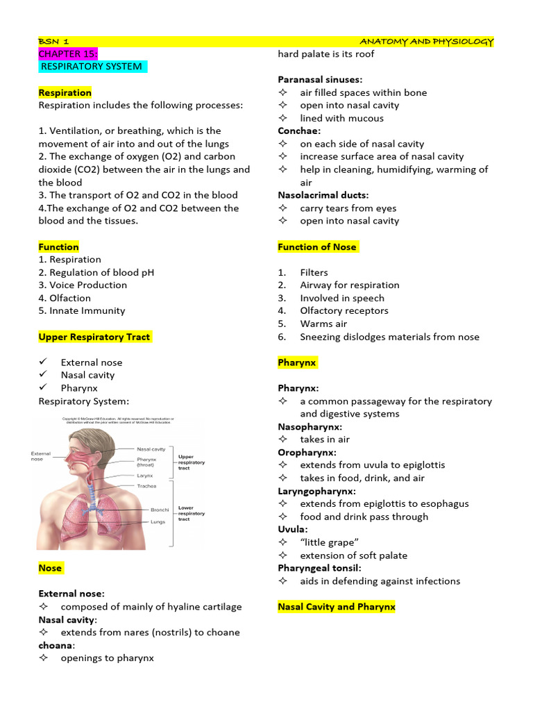 Respiratory System Anatomy Overview | PDF | Respiratory Tract | Lung