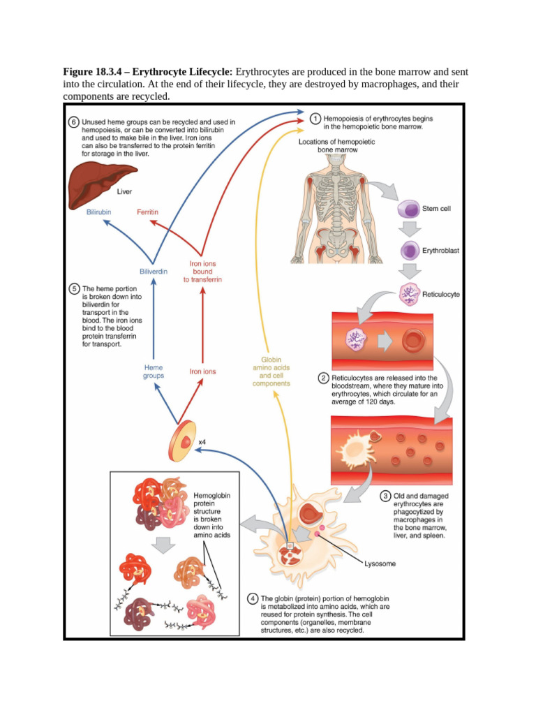 Erythrocyte Lifecycle Overview | PDF