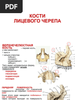 Bones of The Skull (Russian) | PDF