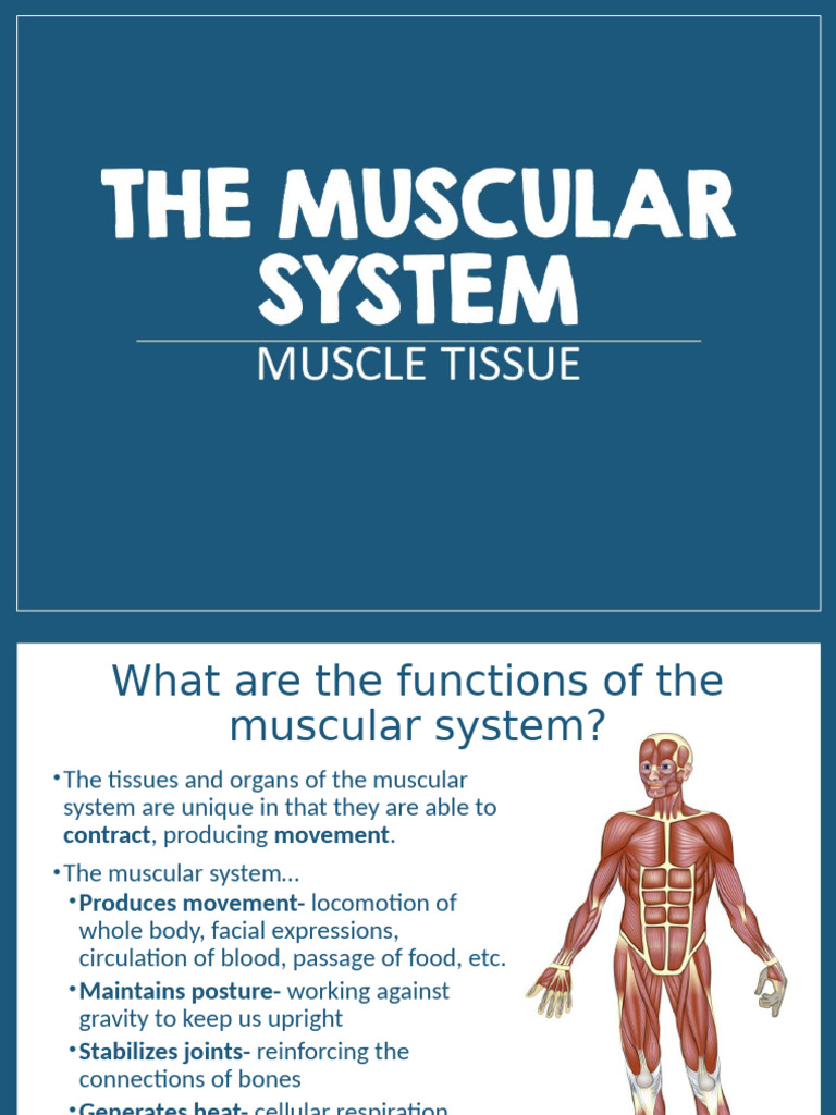 Functions and Types of Muscle Tissue | PDF | Skeletal Muscle | Muscle