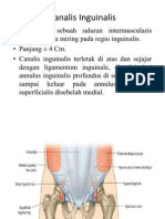 Canalis Inguinalis