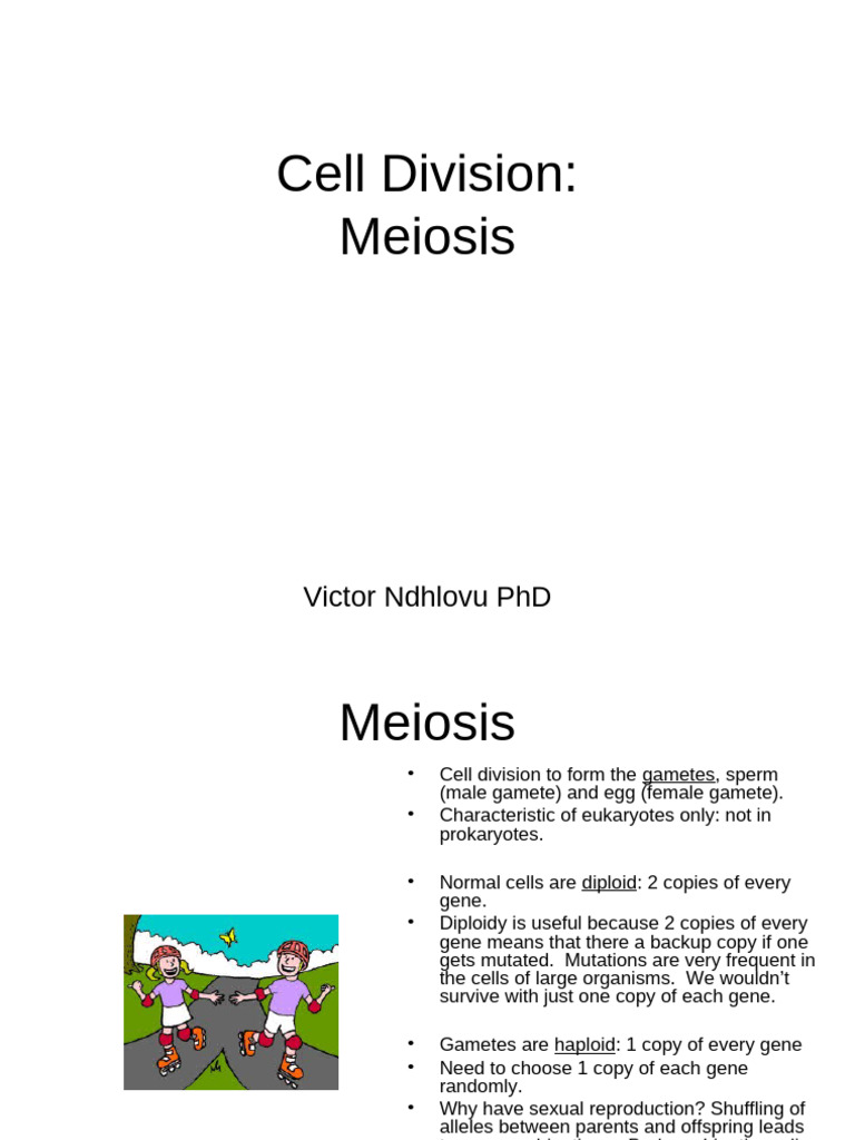 Understanding Meiosis in Cell Division | PDF | Meiosis | Ploidy