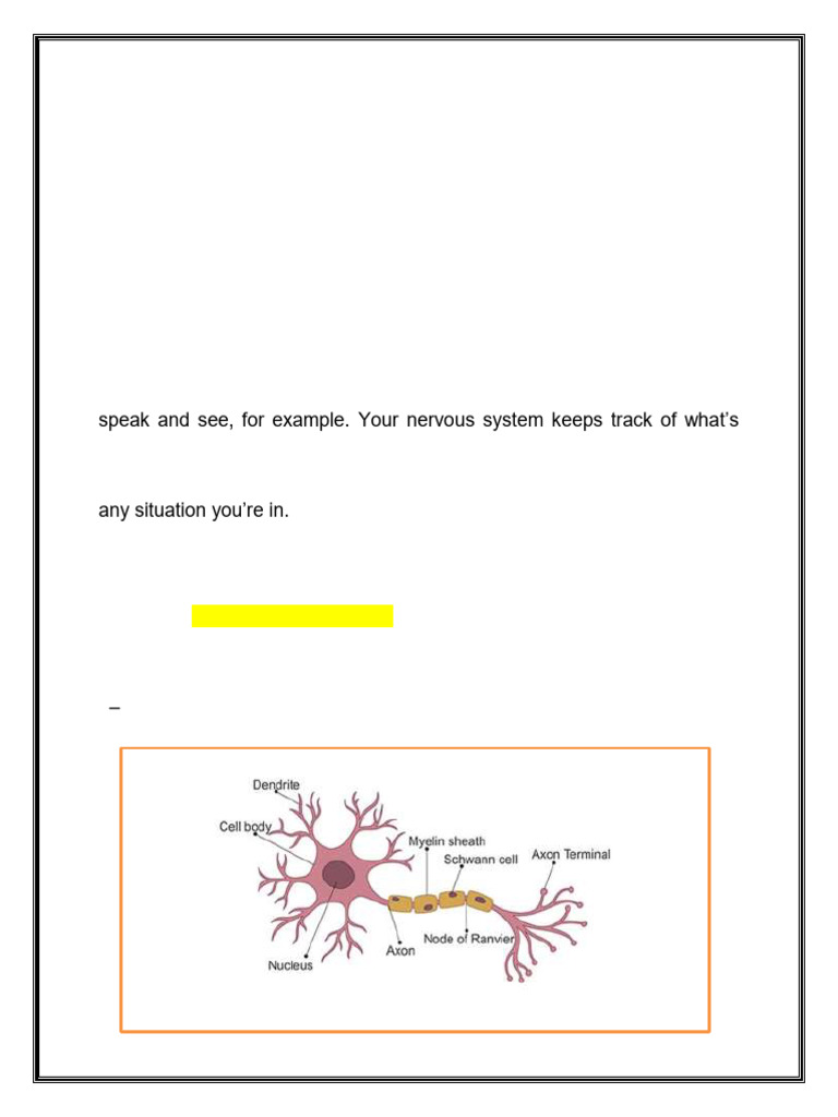 lec 2 ph | PDF | Synapse | Neuron