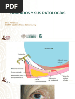 Entropio, Ectoprion y Ptosis Palpebral | PDF | Medicina CLINICA ...