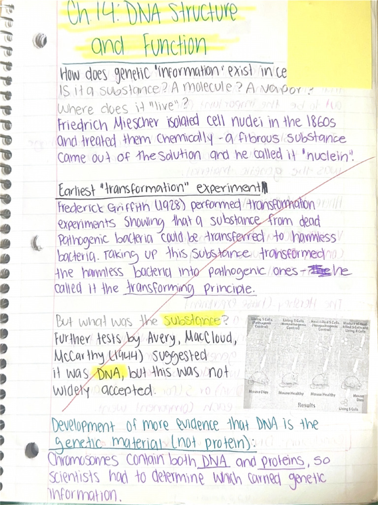Ch. 14 DNA Structure and Function | PDF