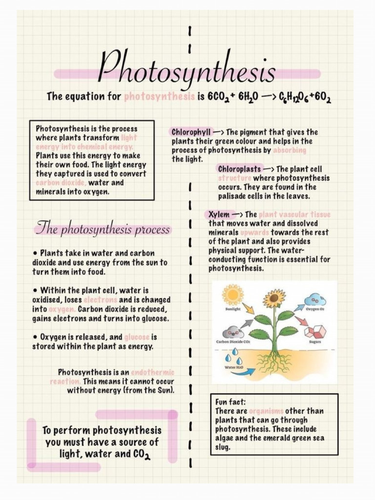 Photosynthesis Notes 250114 222932 | PDF