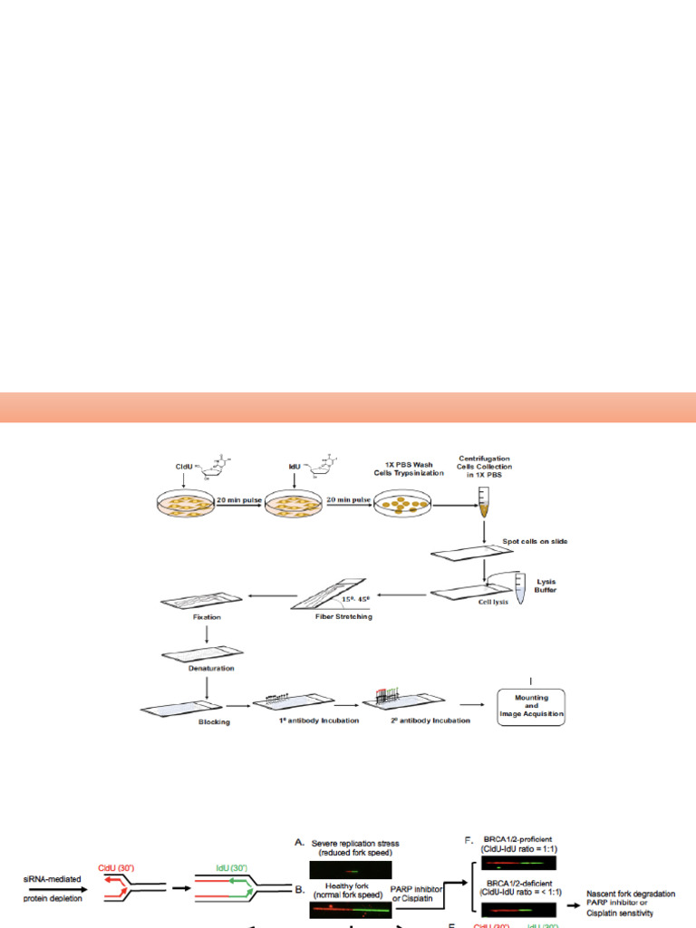 Causes of Replication Stress in Cells | PDF | Dna Replication | Dna Repair