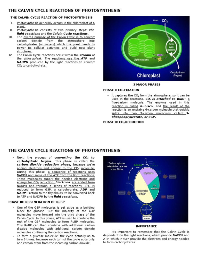 Understanding the Calvin Cycle | PDF | Photosynthesis | Adenosine ...