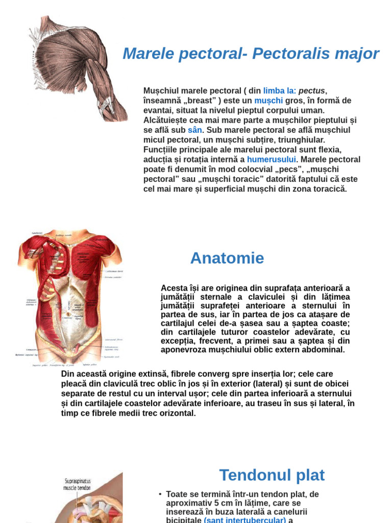 Marele Pectoral | PDF