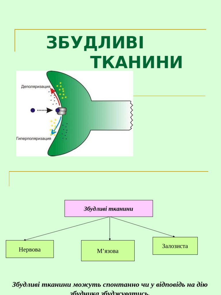 Physiology 1 | PDF