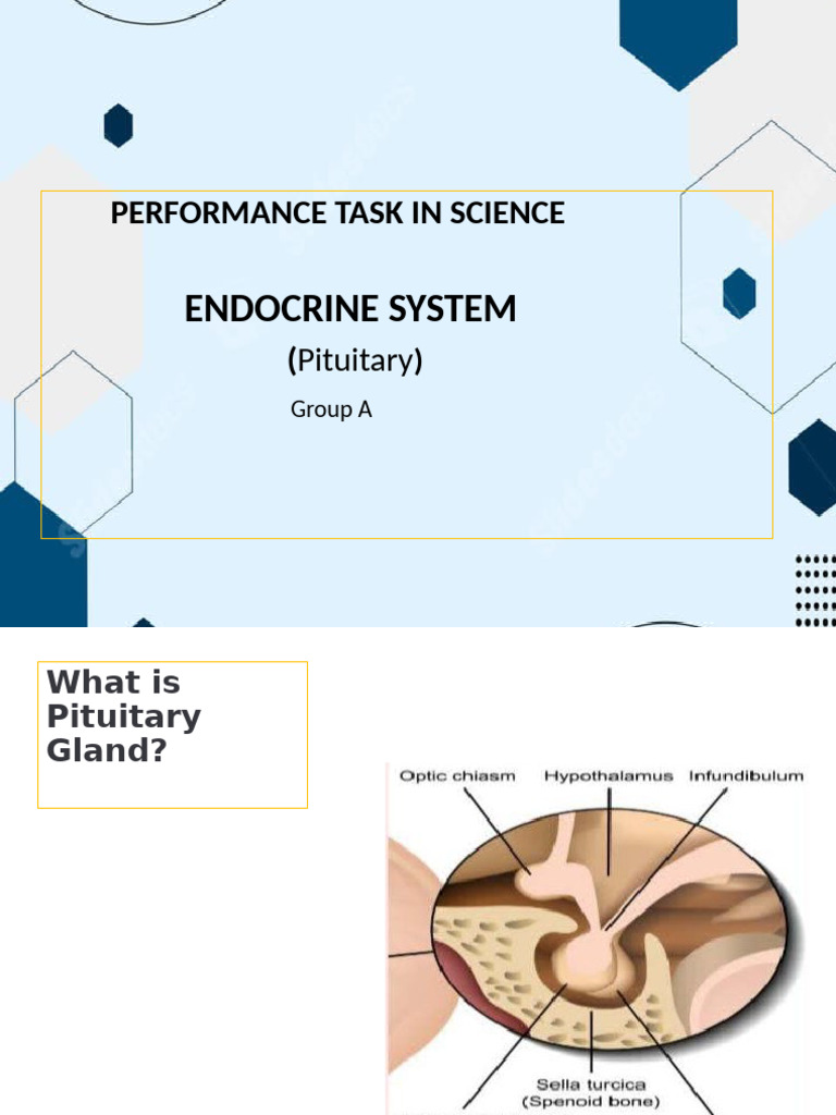 Pituitary Gland | PDF | Luteinizing Hormone | Pituitary Gland