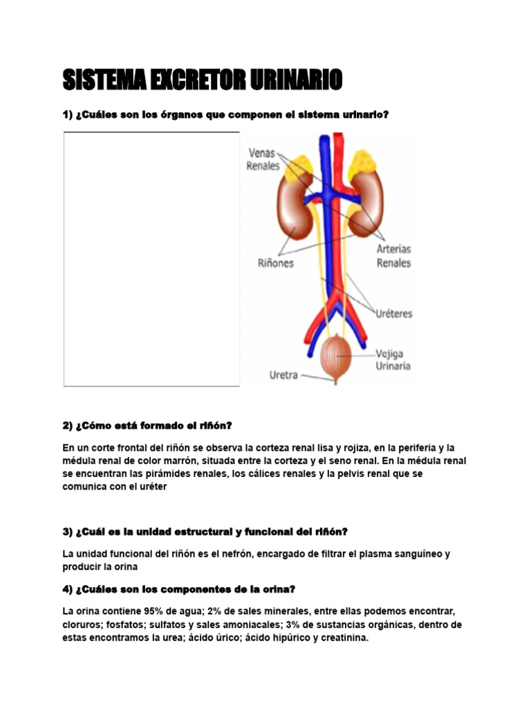 El Riñon y Sus Partes | PDF