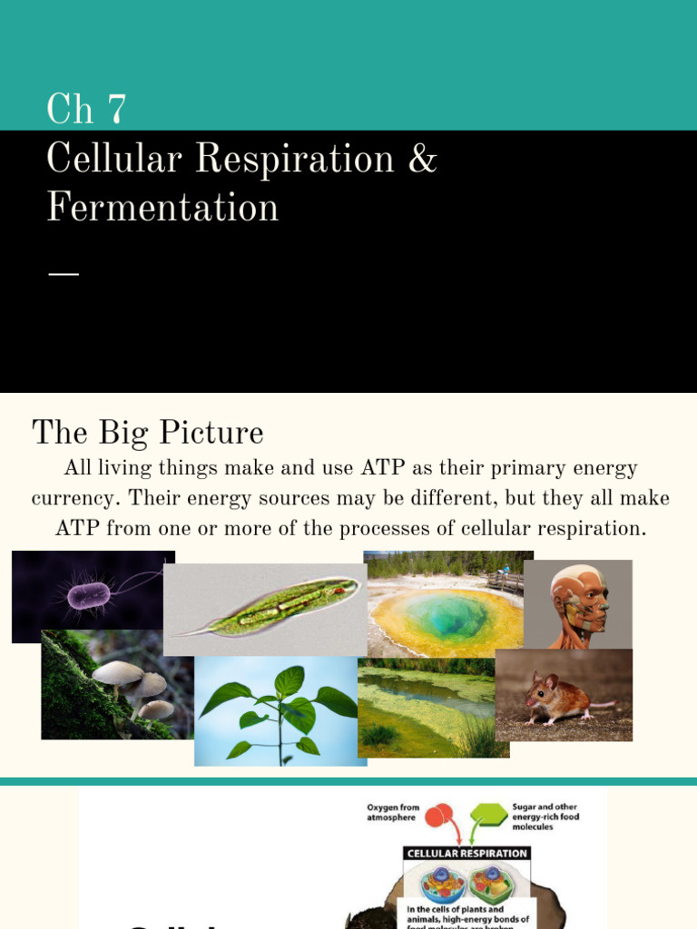 Ch7 Lecture - Cellular Respiration - Fermentation | PDF | Adenosine ...