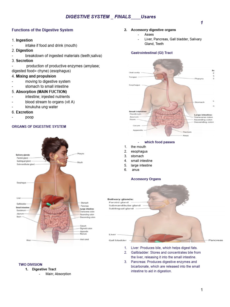 Digestive System Overview and Functions | PDF | Stomach | Human ...
