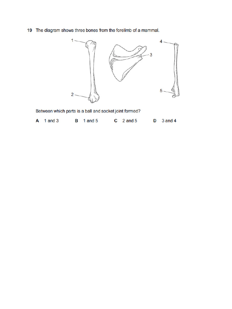 Skeletal Practice Questions | PDF