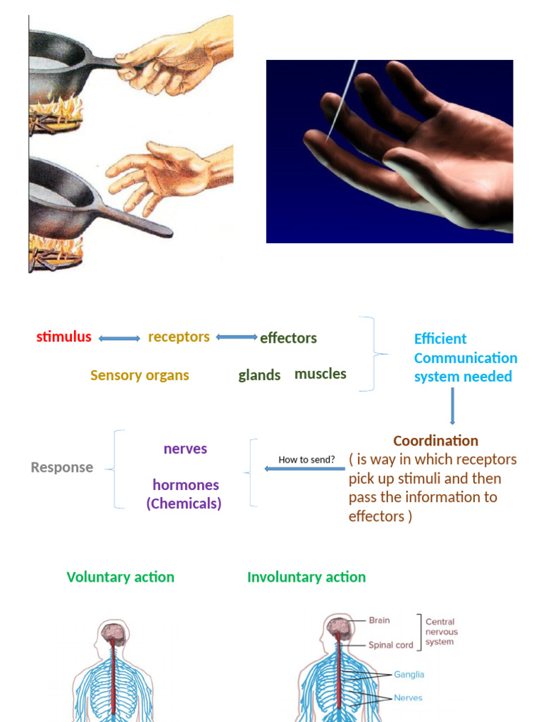 Understanding Human Coordination Systems | PDF | Nervous System | Axon