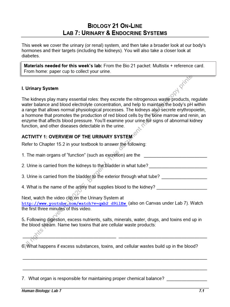 Urinary and Endocrine Systems Lab Guide | PDF | Kidney | Urinary System