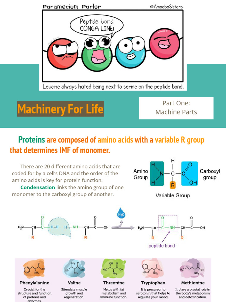 Understanding Protein Structure and Function | PDF