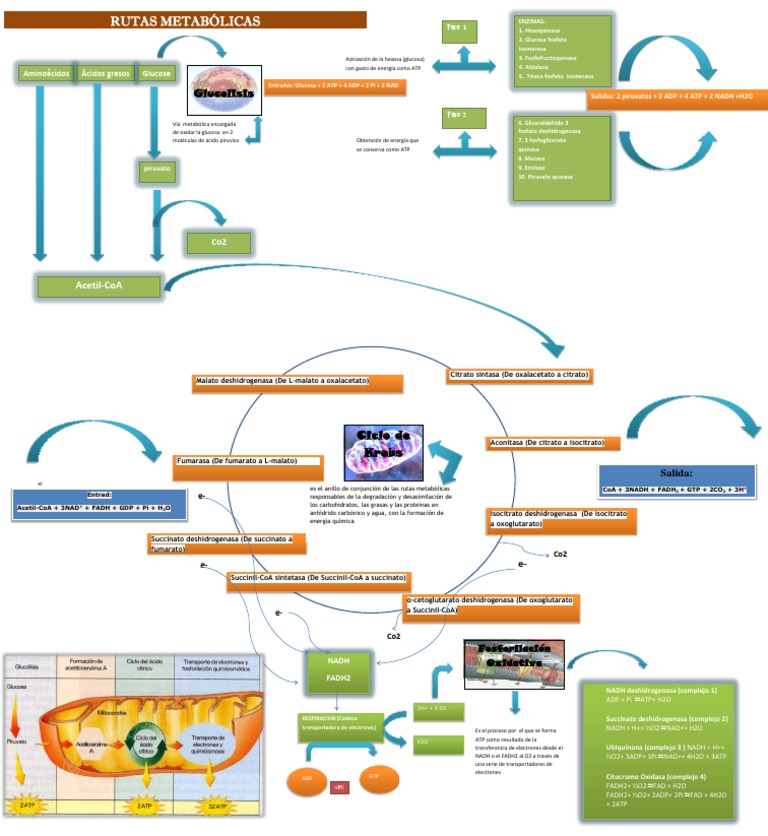 Rutas Metabólicas Glucolisis Biotecnología Biomoléculas