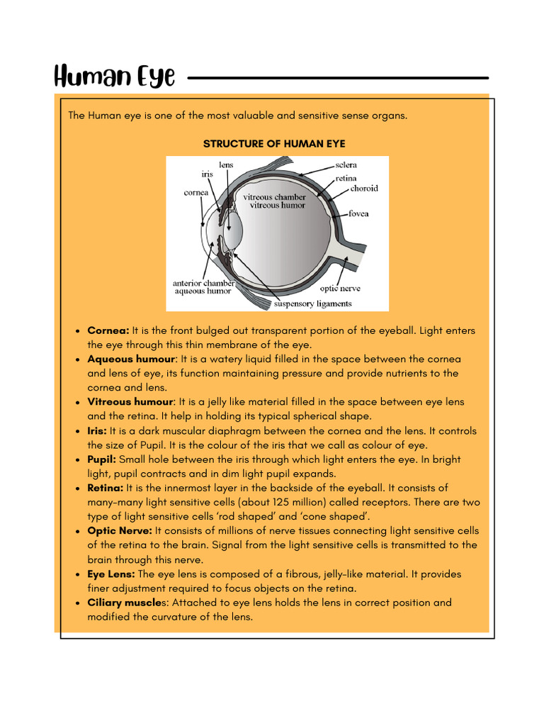 Structure and Function of the Human Eye | PDF | Eye | Rainbow