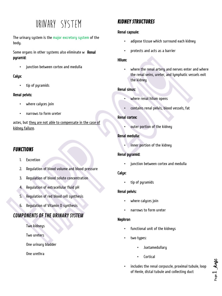 Overview of the Urinary System Functions | PDF | Kidney | Urinary System