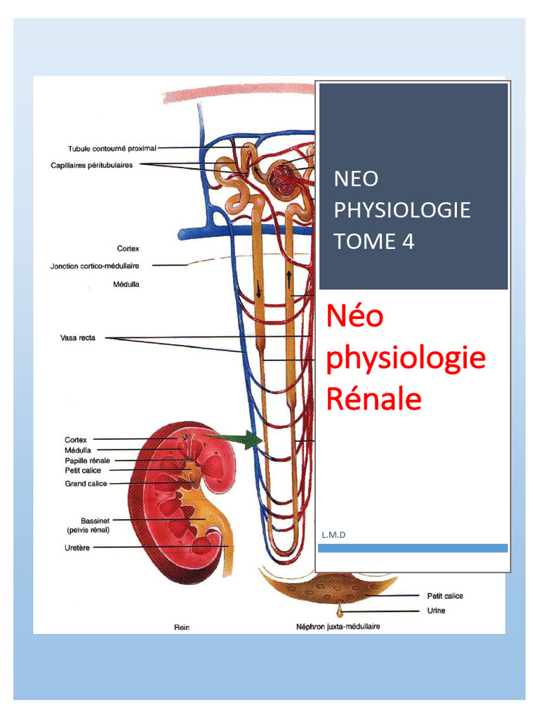 Anatomie et physiologie rénale détaillées | PDF | Rein | Appareil urinaire
