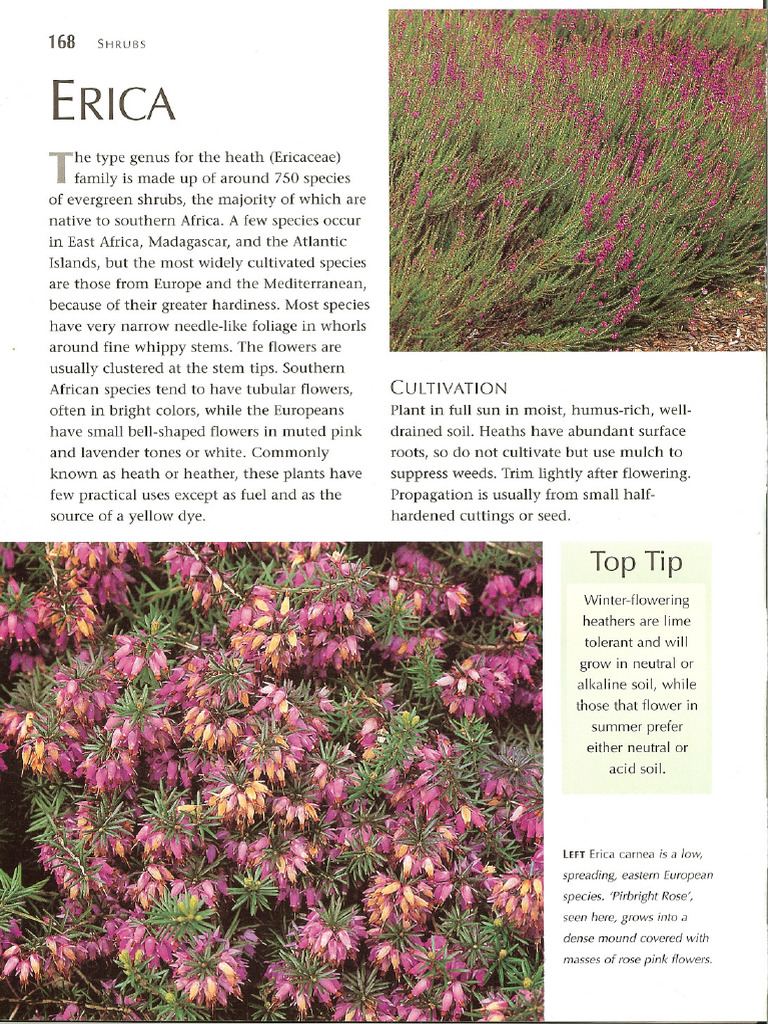 Erica1 | PDF | Botany | Plants