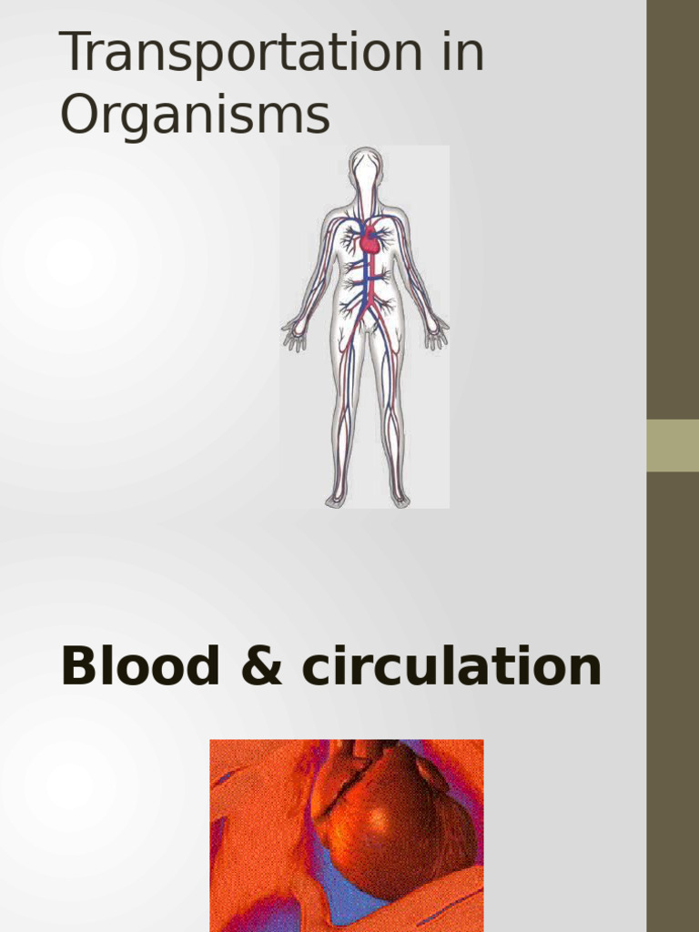 Transportation in Organisms | PDF | Atrium (Heart) | Heart