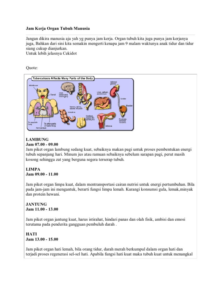 Jam Kerja Organ Tubuh Manusia PDF