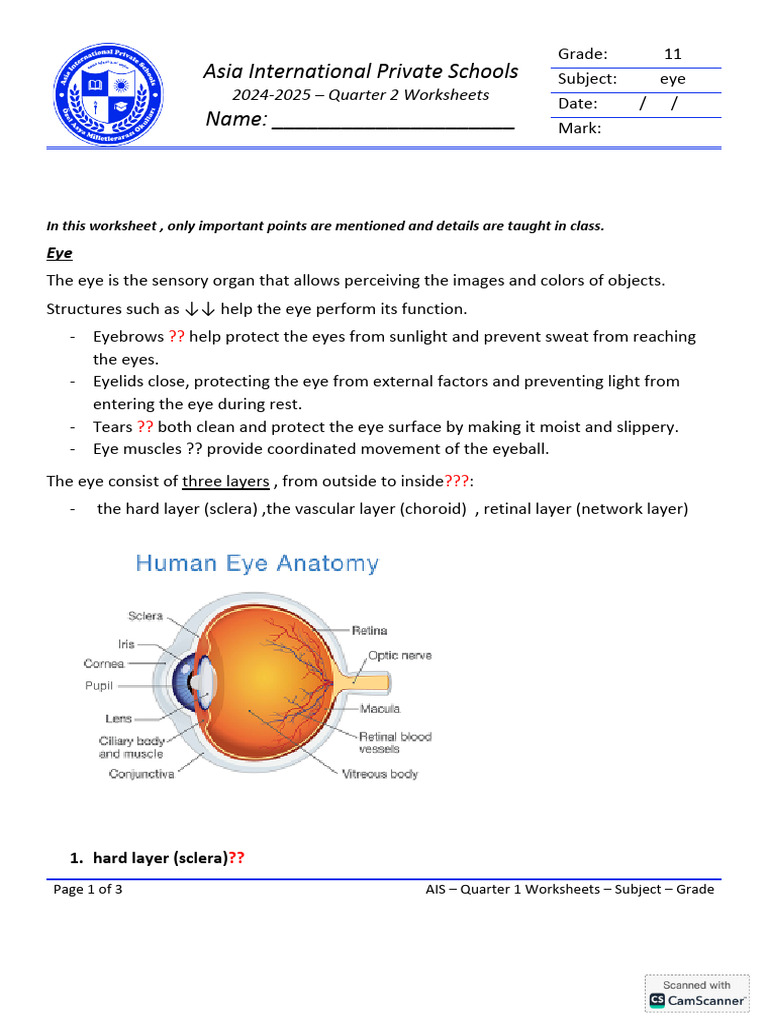 Eye Notes | PDF | Eye | Retina