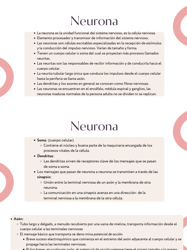 Estructura y Función de las Neuronas | PDF | Sinapsis | Neurona