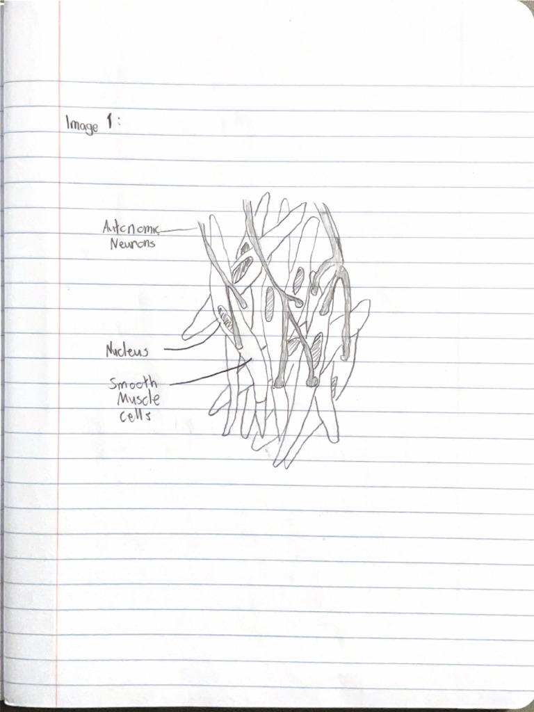 Smooth Muscle Cell Diagram 1 | PDF