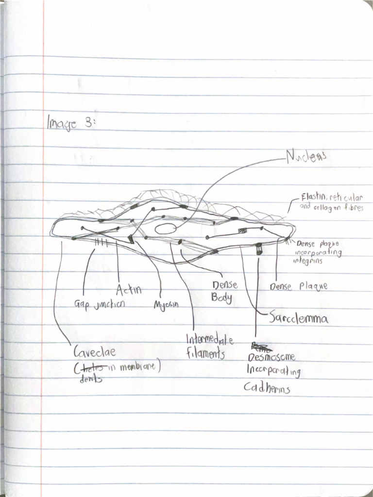 Smooth Muscle Diagram 3 | PDF