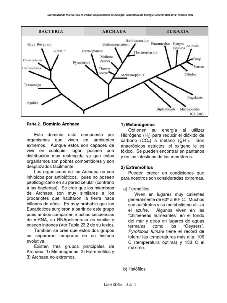 Ilovepdf Merged | PDF | Archaea | Las bacterias