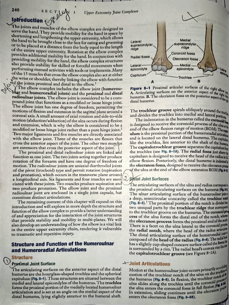 Book Jan 11, 2025 | PDF | Elbow | Anatomical Terms Of Motion