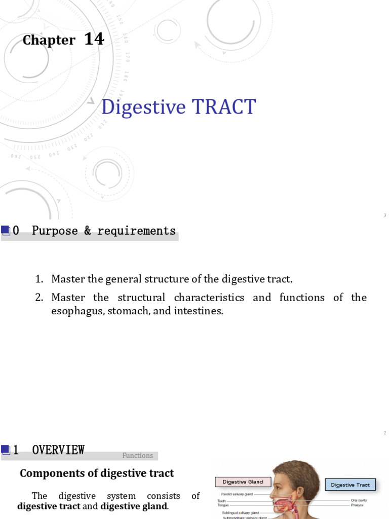 14. digestive tract | PDF | Stomach | Human Digestive System