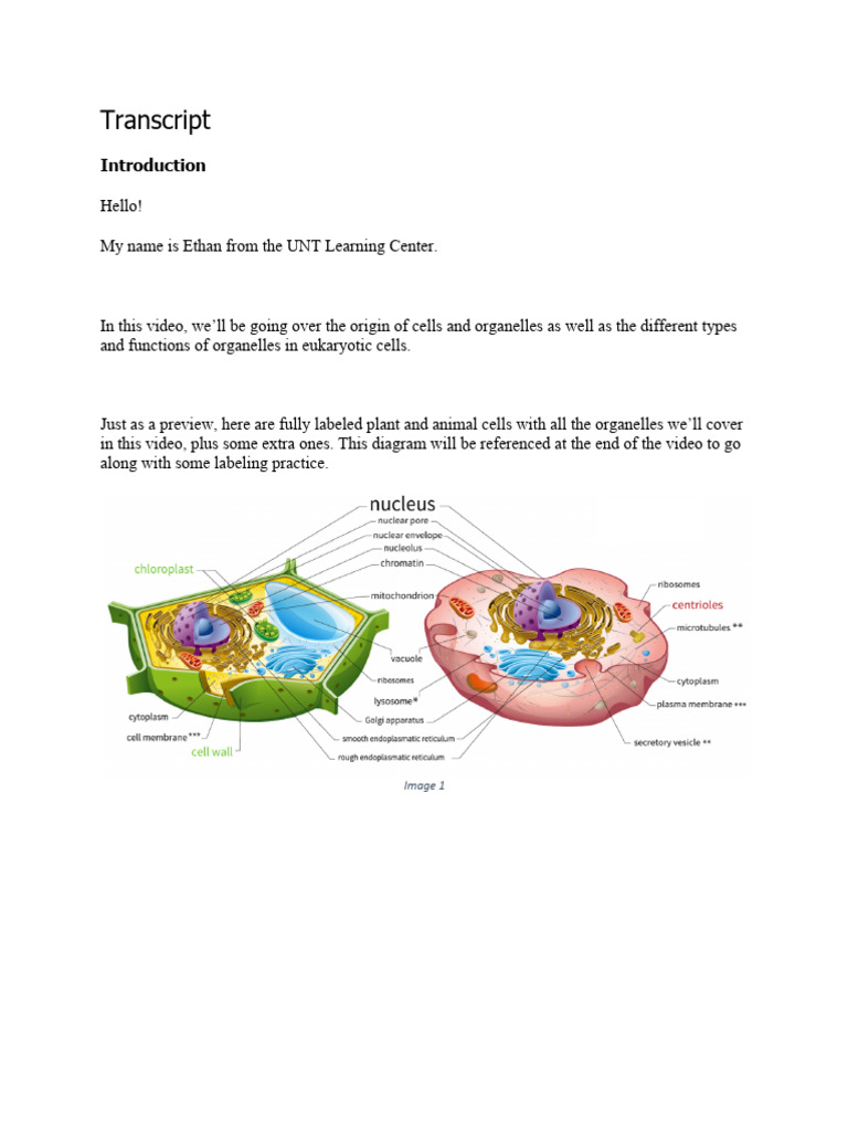 Eukaryotic Cell Organelles Guide | PDF | Cell (Biology) | Endoplasmic ...
